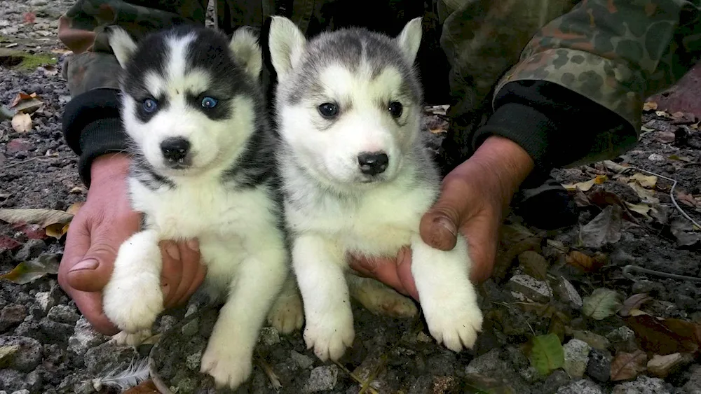 Eastern Siberian husky puppies2 weeks old