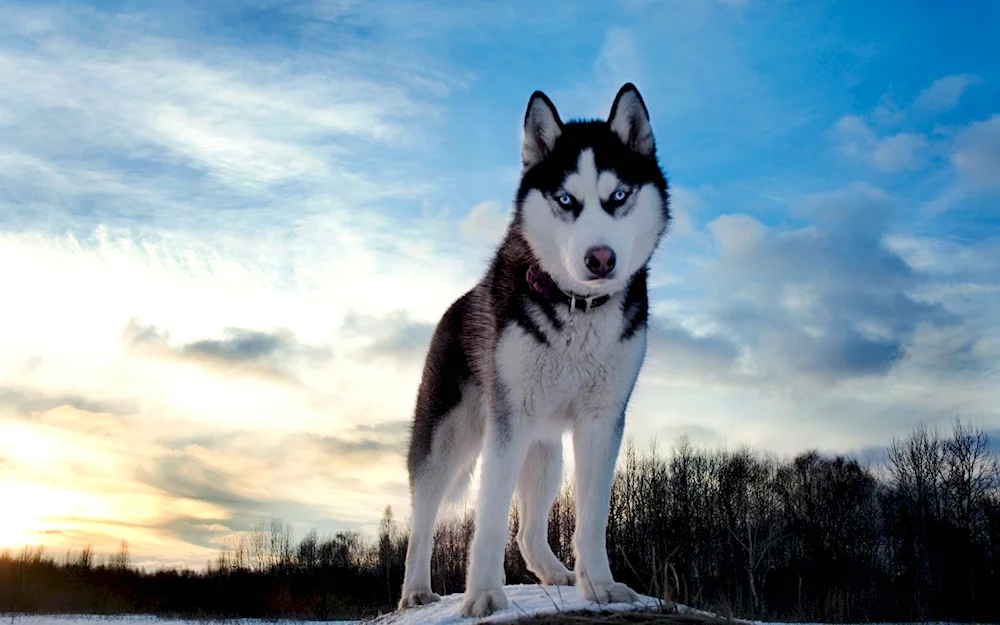 Samoyed husky