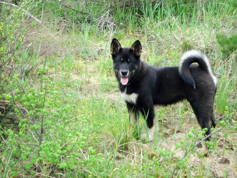 West Siberian husky