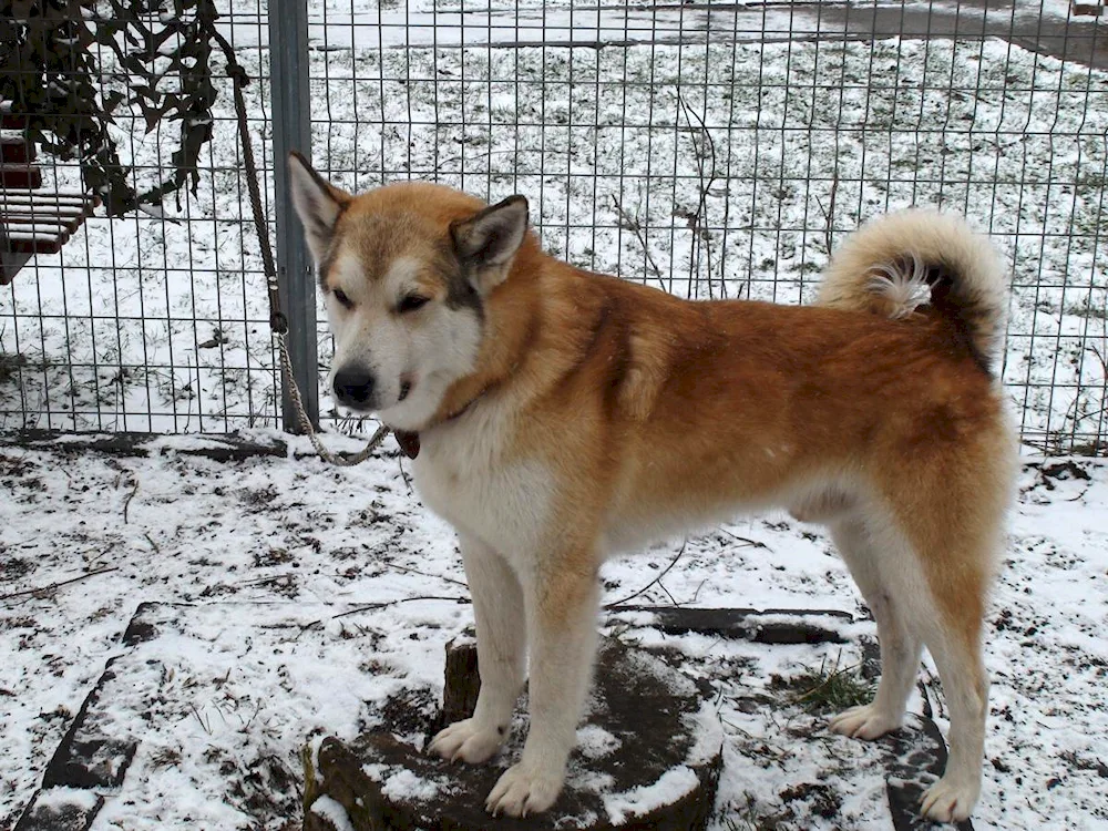 Russko-Russian European husky