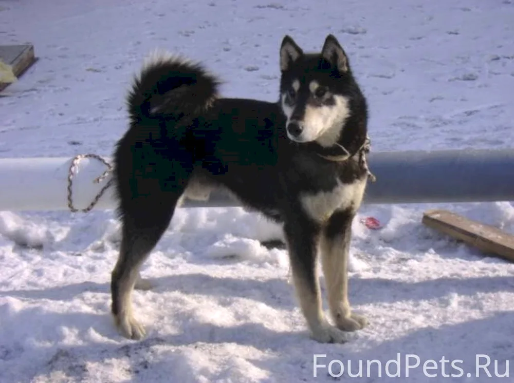 Eastern Siberian husky black podapalny