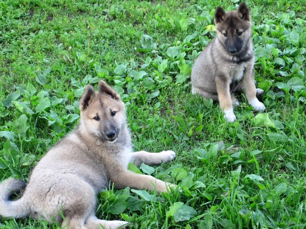 Eastern Siberian husky puppies