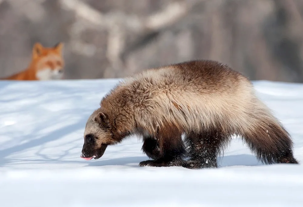 East Siberian Wolverine