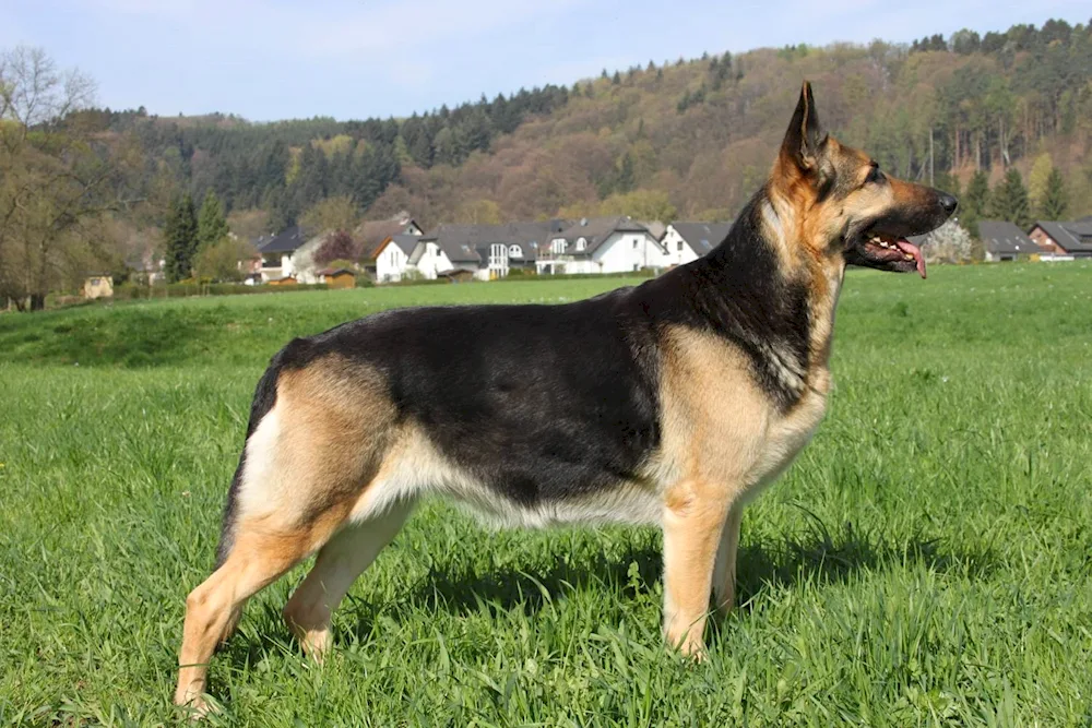 Bavarian Shepherd Shepherd