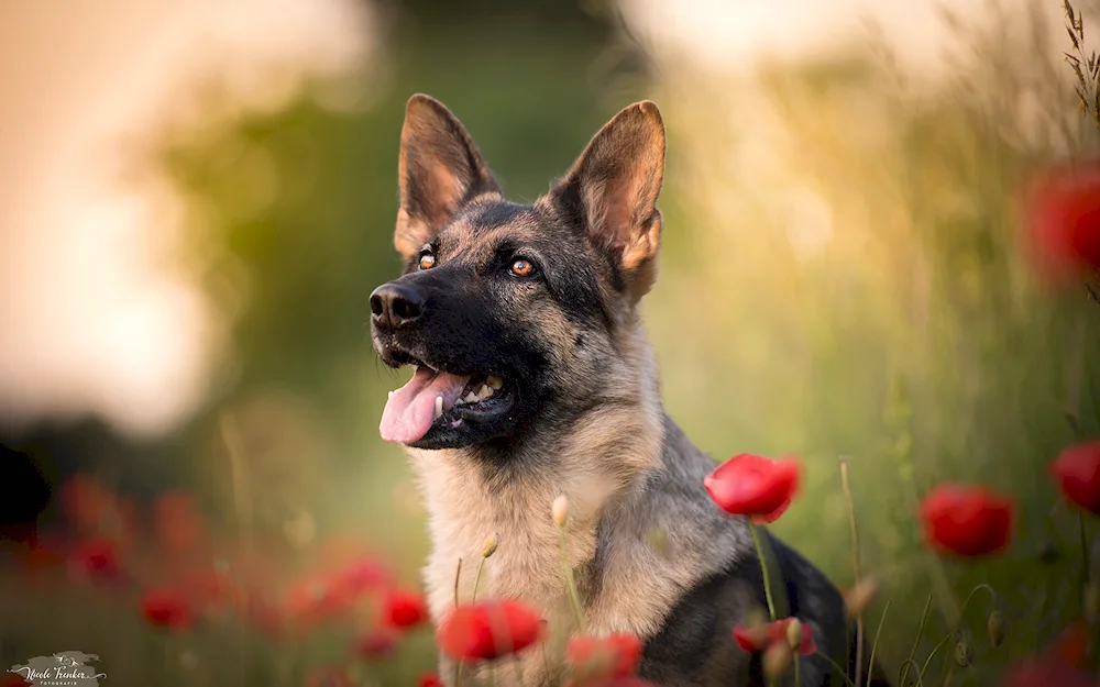 Bavarian Shepherd