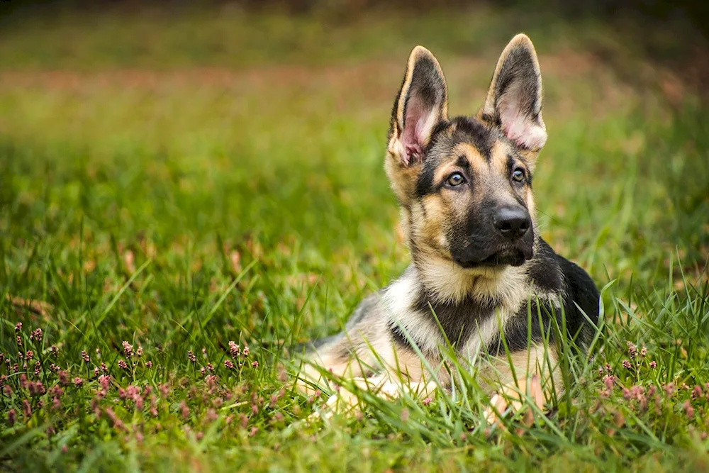 Black German Shepherd