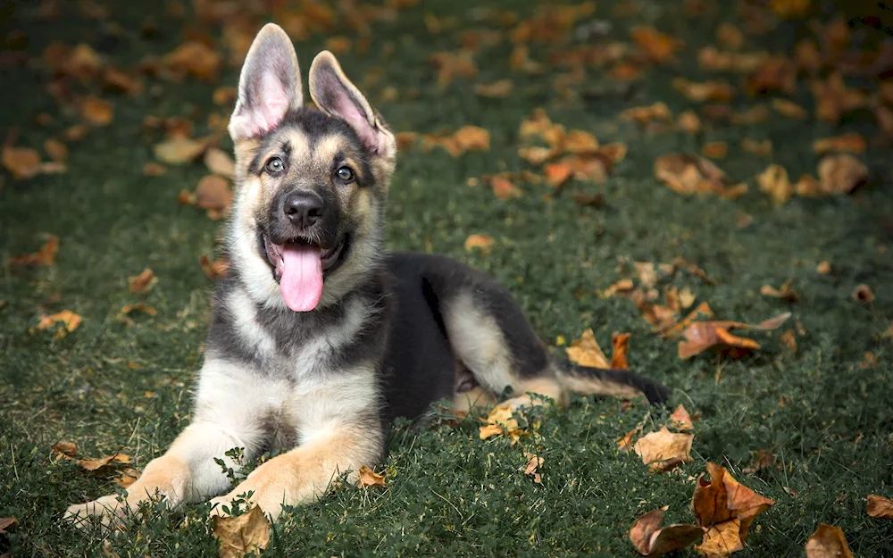 Eastern European Shepherd. European Shepherd