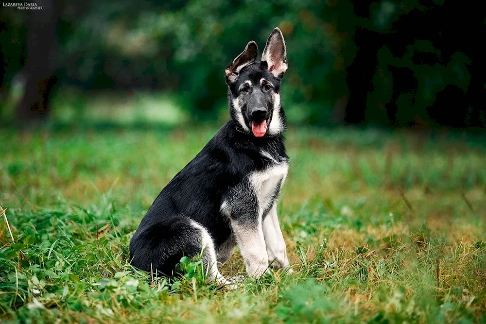 German Shepherd Black