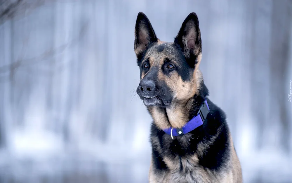 Eastern European Shepherd Dogs European Shepherd Dog