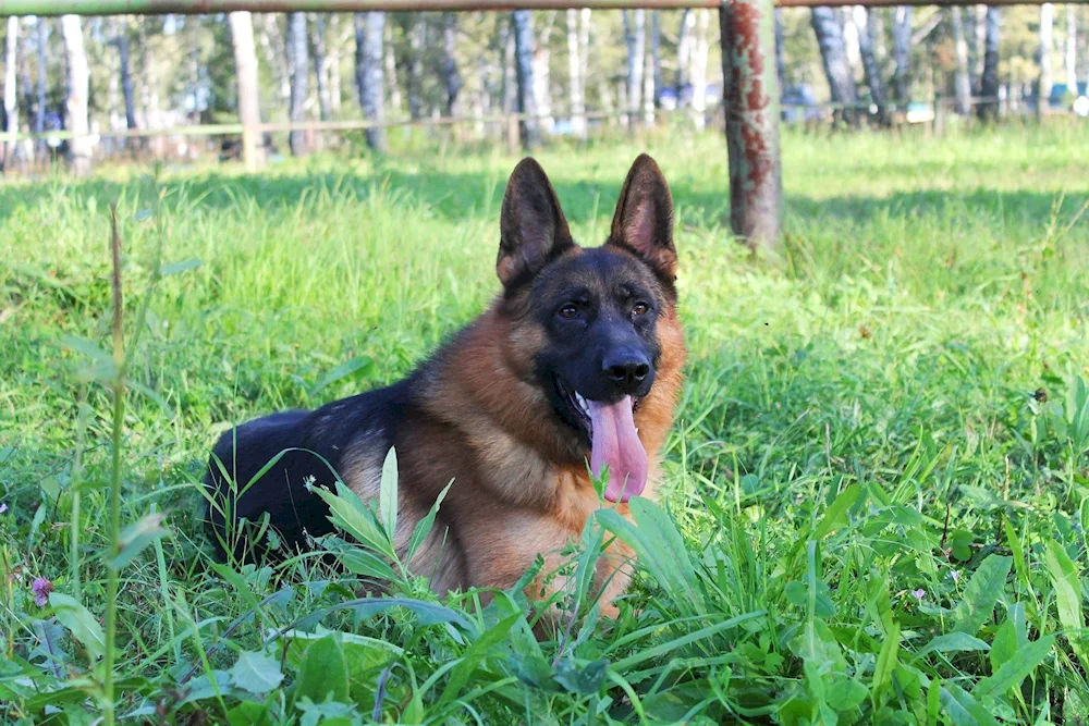 Chepherd German Shepherd