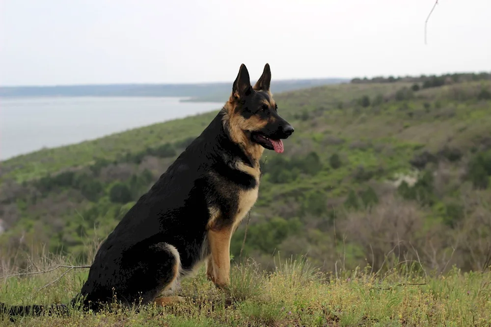 Chepherd German Shepherd Shepherd