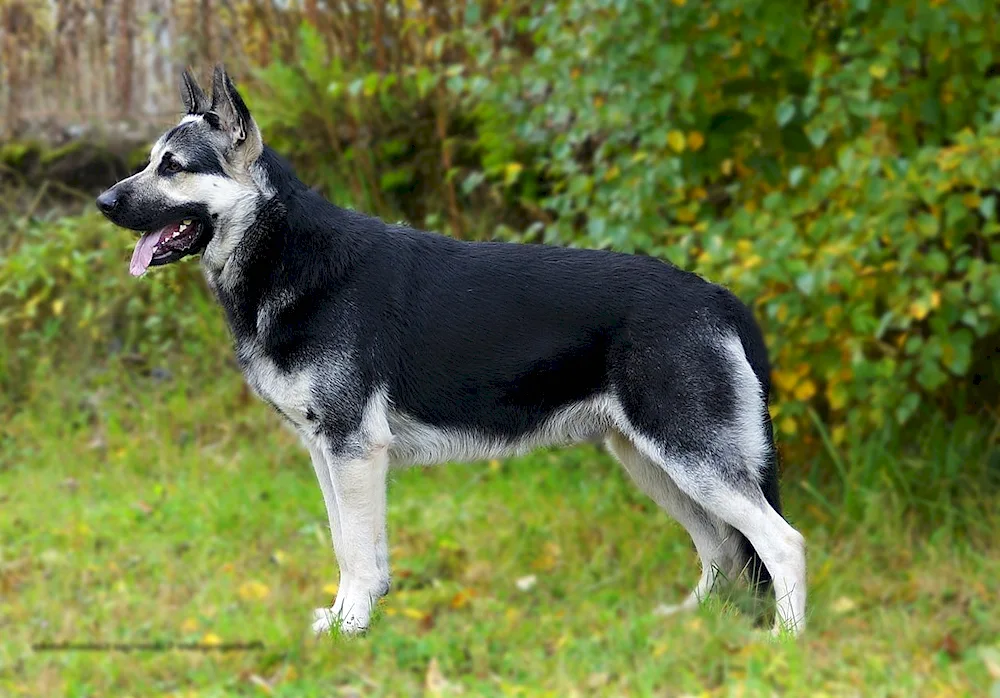 Eastern European Shepherd Black