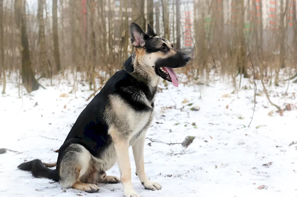 Wolfhound and German Shepherdess