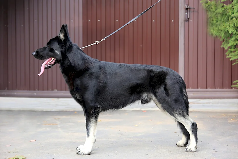 German Shepherd Black