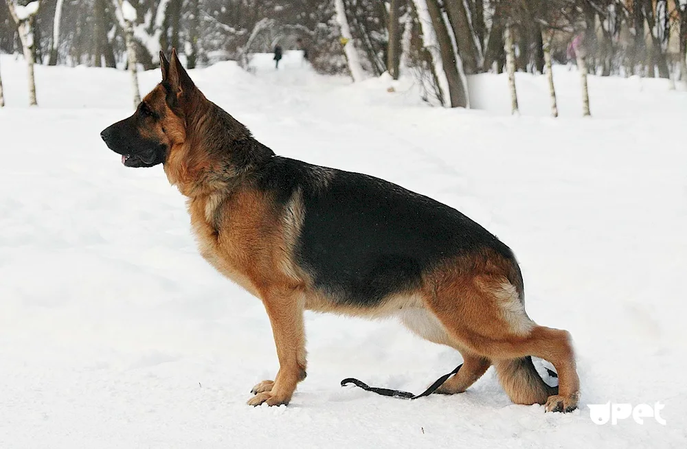 Eastern European Shepherd Dog