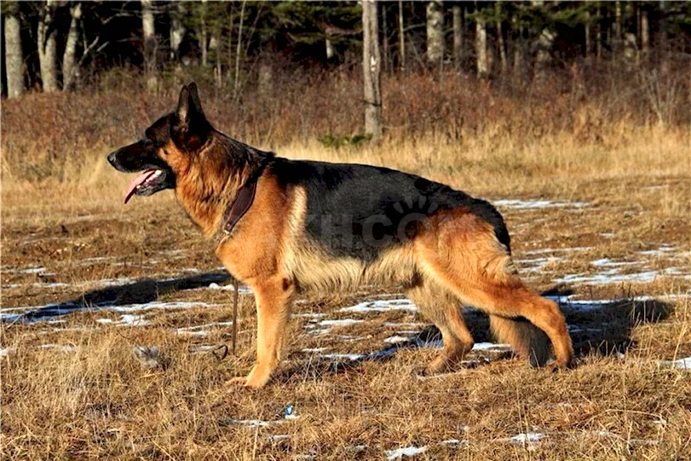 Eastern European Shepherd Dog