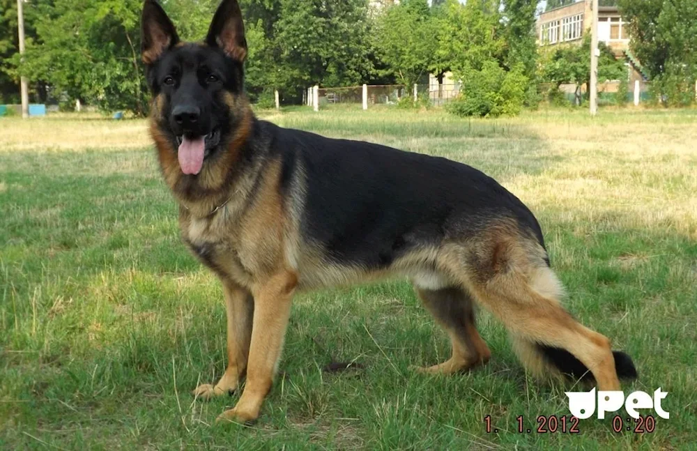 Eastern European Shepherd Dog