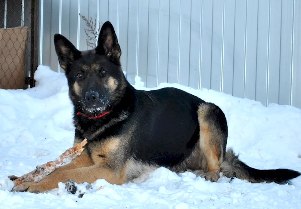 Zonary German Shepherd Dogs