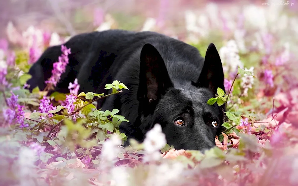 Eastern European Shepherd Black. European Shepherd Dog black