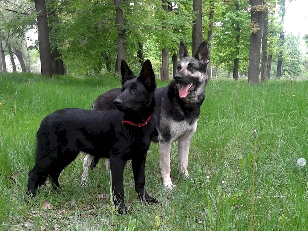 Eastern European Shepherd Black