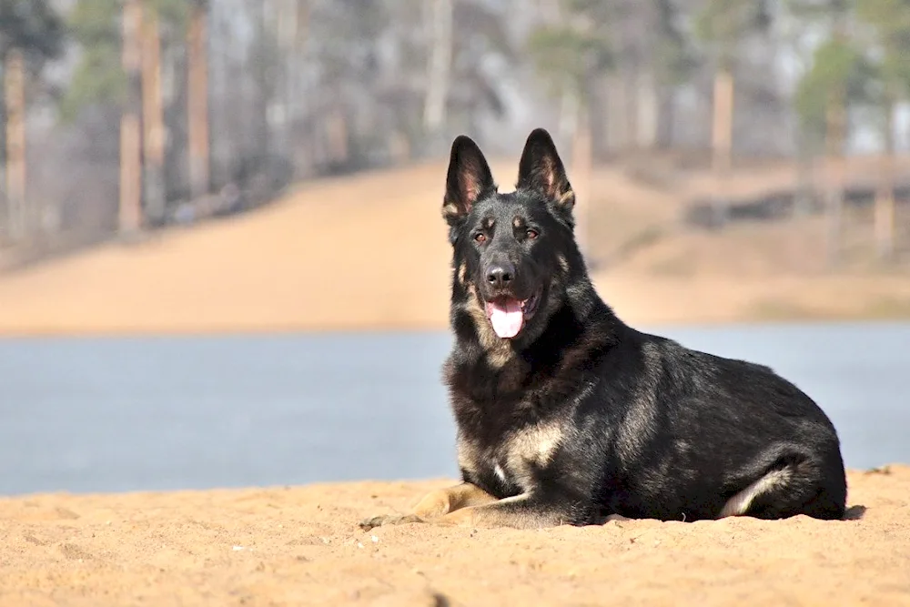 Eastern European Shepherd Black