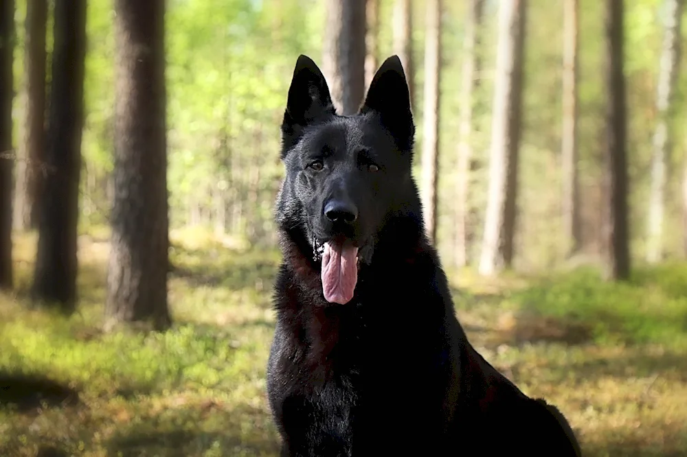 Eastern European Shepherd Black