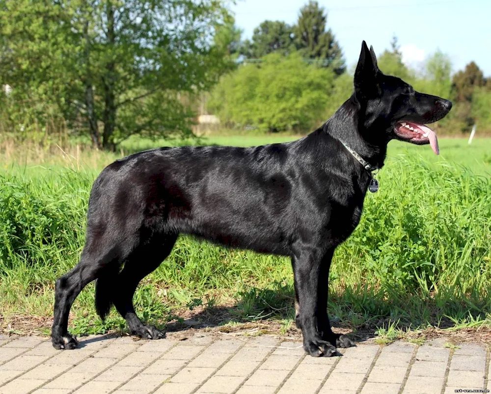 Eastern European Shepherd Black