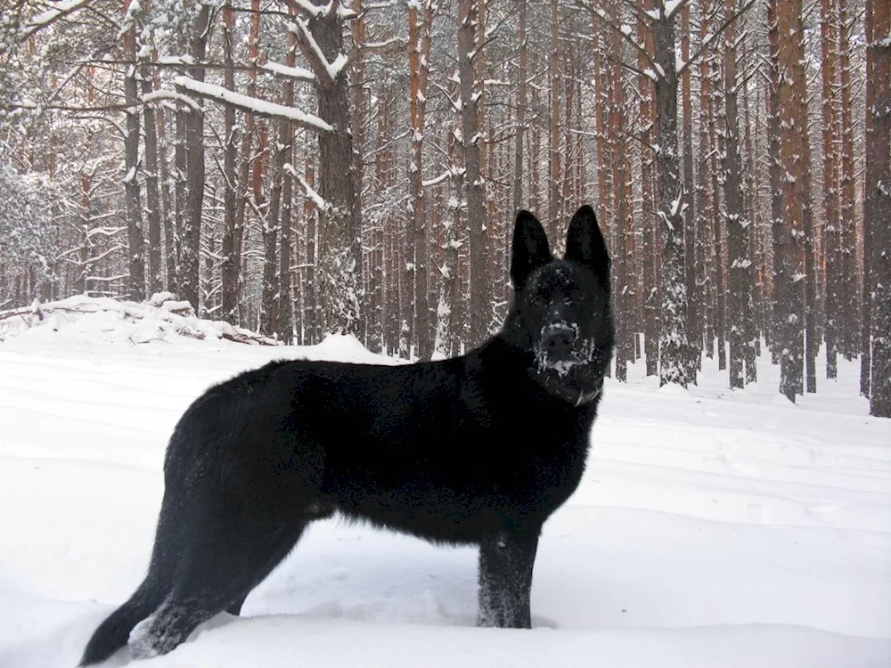 Eastern European Shepherd Black