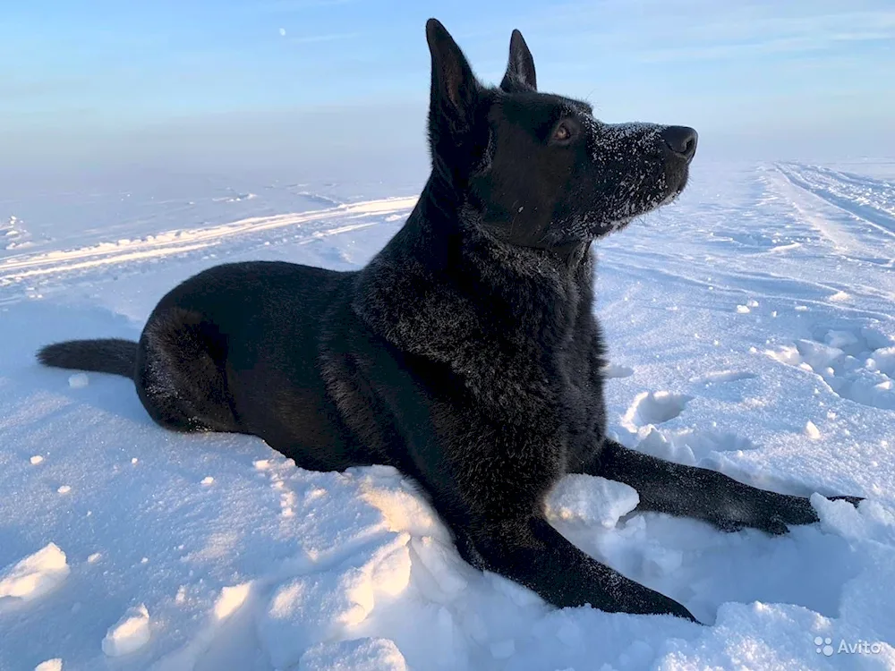 Eastern European Shepherd Black