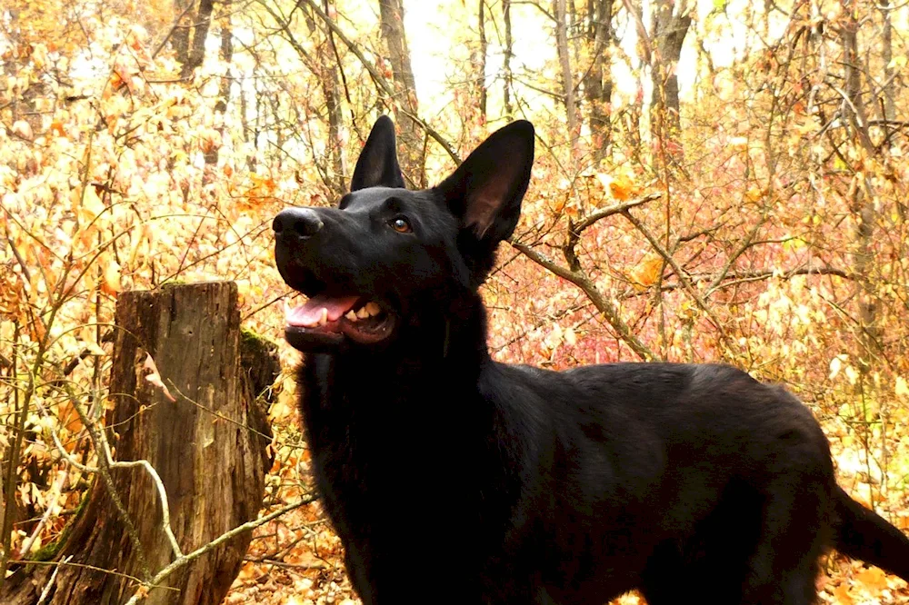 Eastern European Shepherd Black