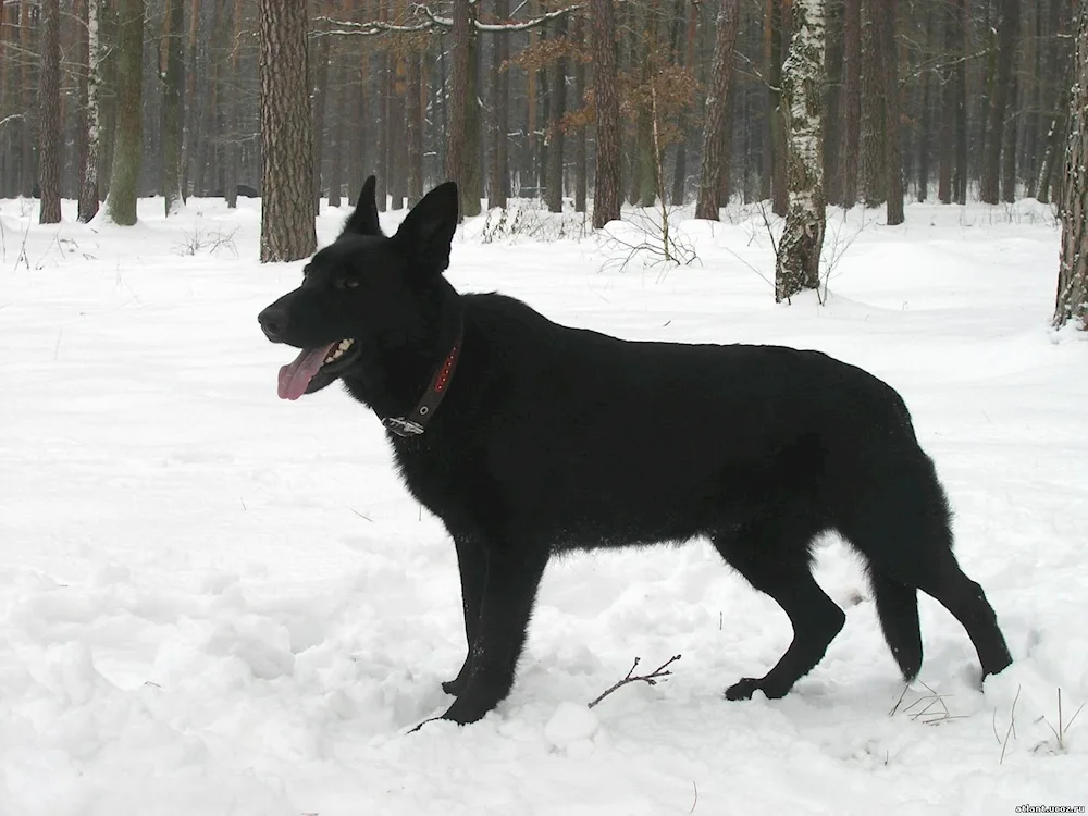 Eastern European Shepherd Black European Shepherd Black