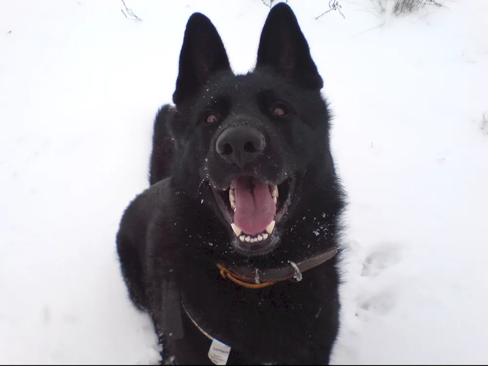 German Shepherd Black smooth-haired