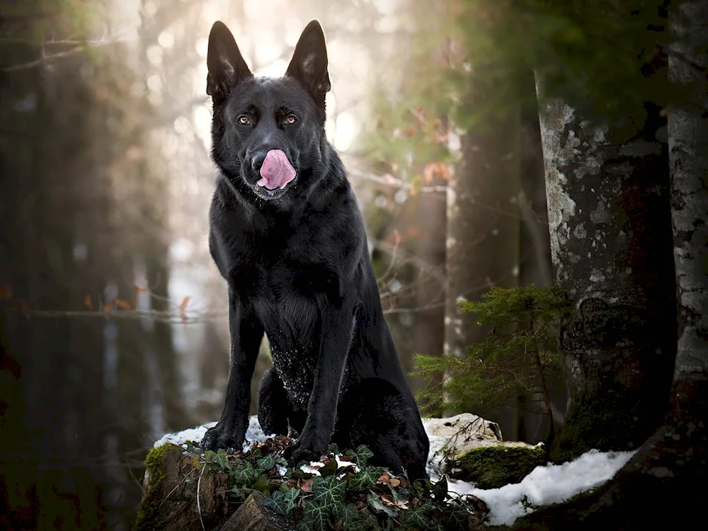 Eastern European Shepherd black. European Shepherd Black