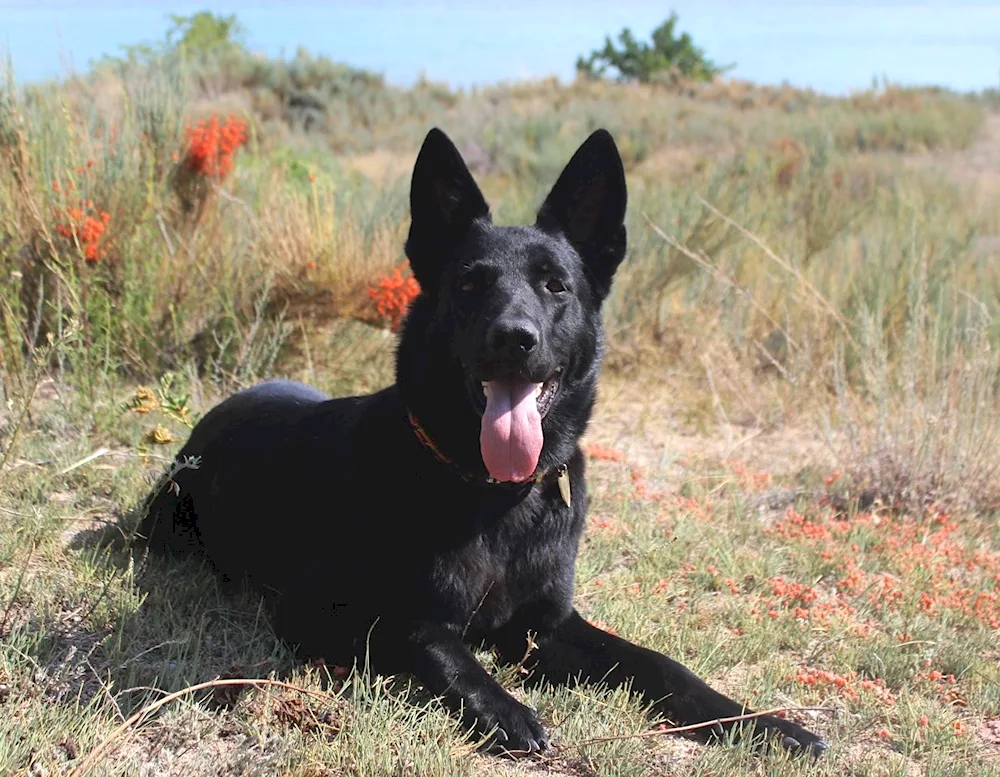 Eastern European Shepherd Black