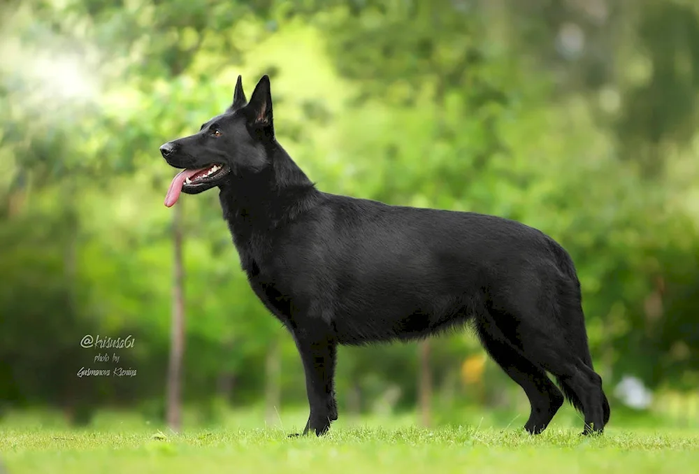 German Shepherd Black