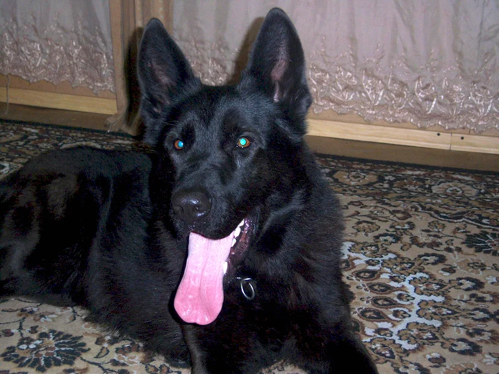 Eastern European Shepherd Black European Shepherd Black