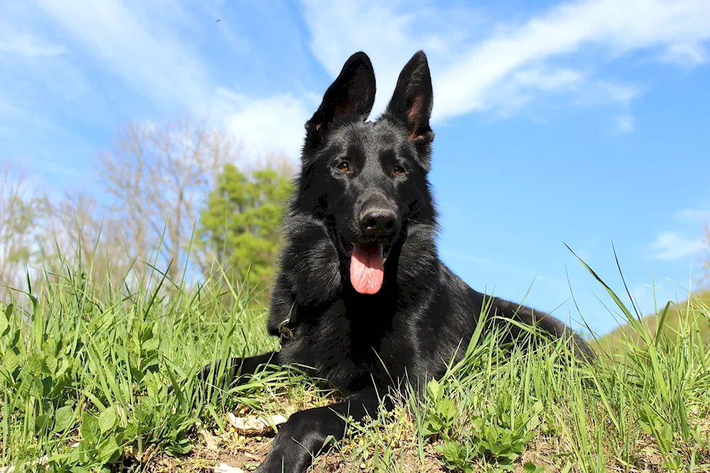 German Shepherd Black