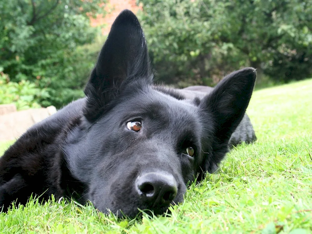 German Shepherd black