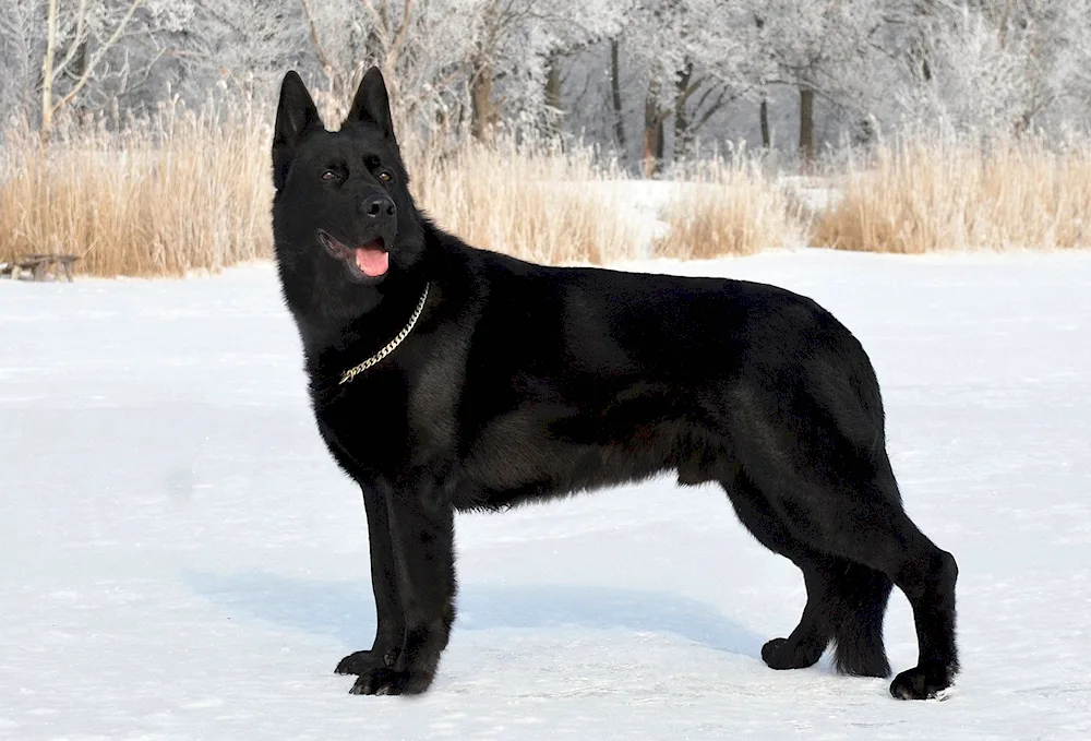 South Russian sheepdog