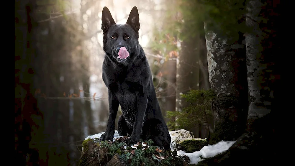 Eastern European Shepherd Black