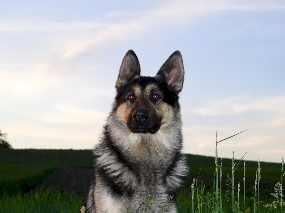 South Russian sheepdog