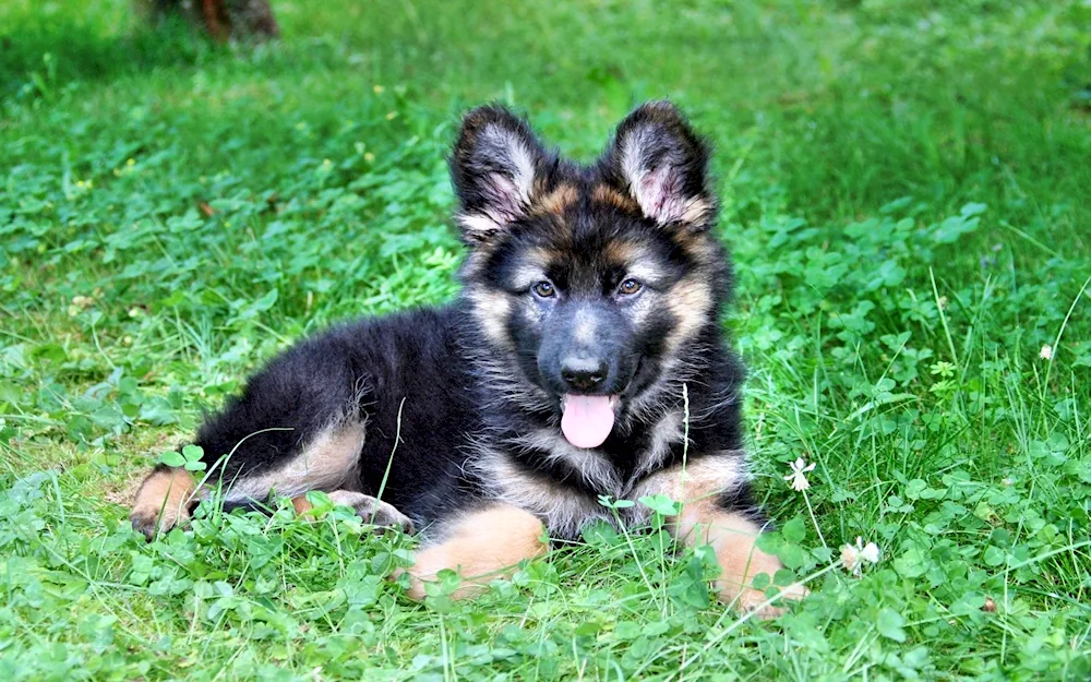 Eastern European Shepherd long-haired