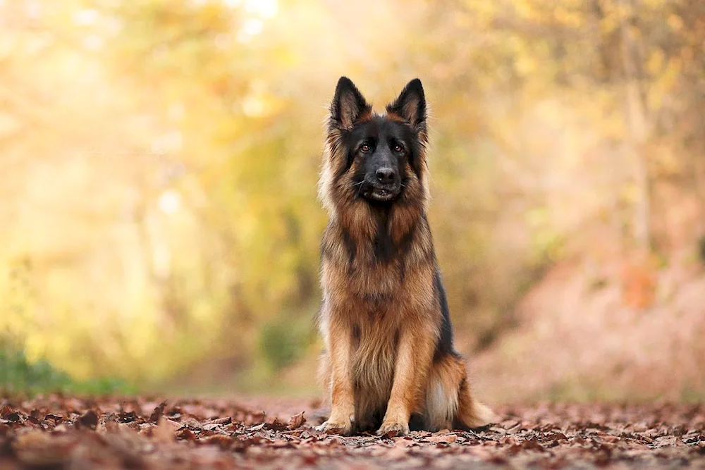 Welsh Corgi Shepherd