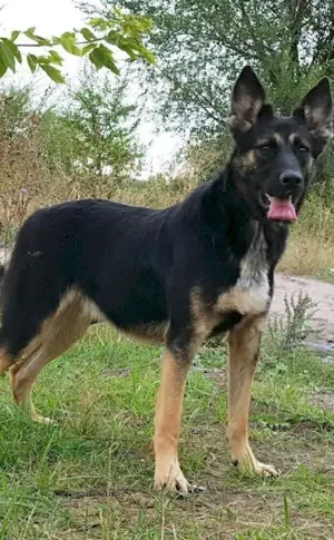 Eastern European Shepherd Métis