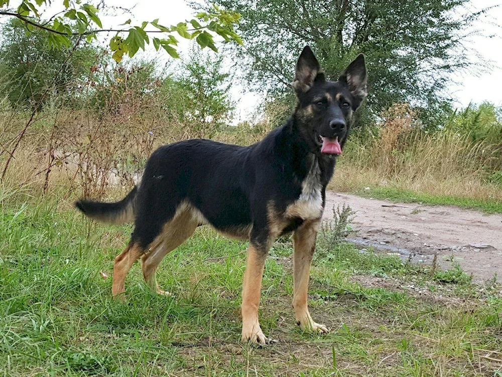 Eastern European Shepherd Métis