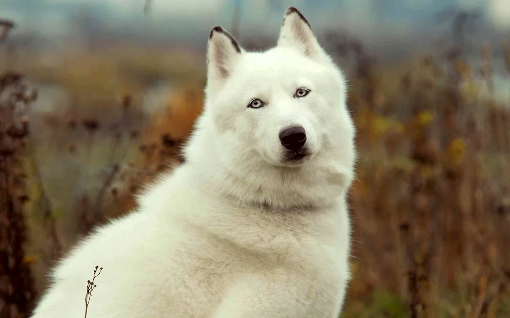 East Siberian white husky