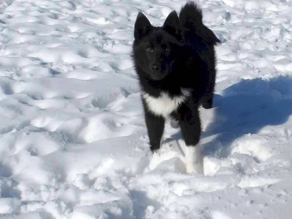 Siberian husky agouti