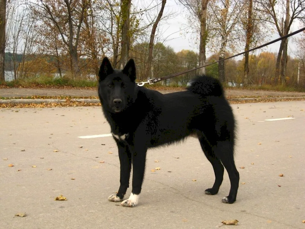 Eastern European shepherd husky black