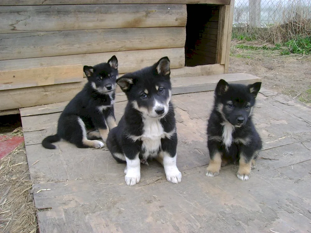 Eastern Siberian husky puppies