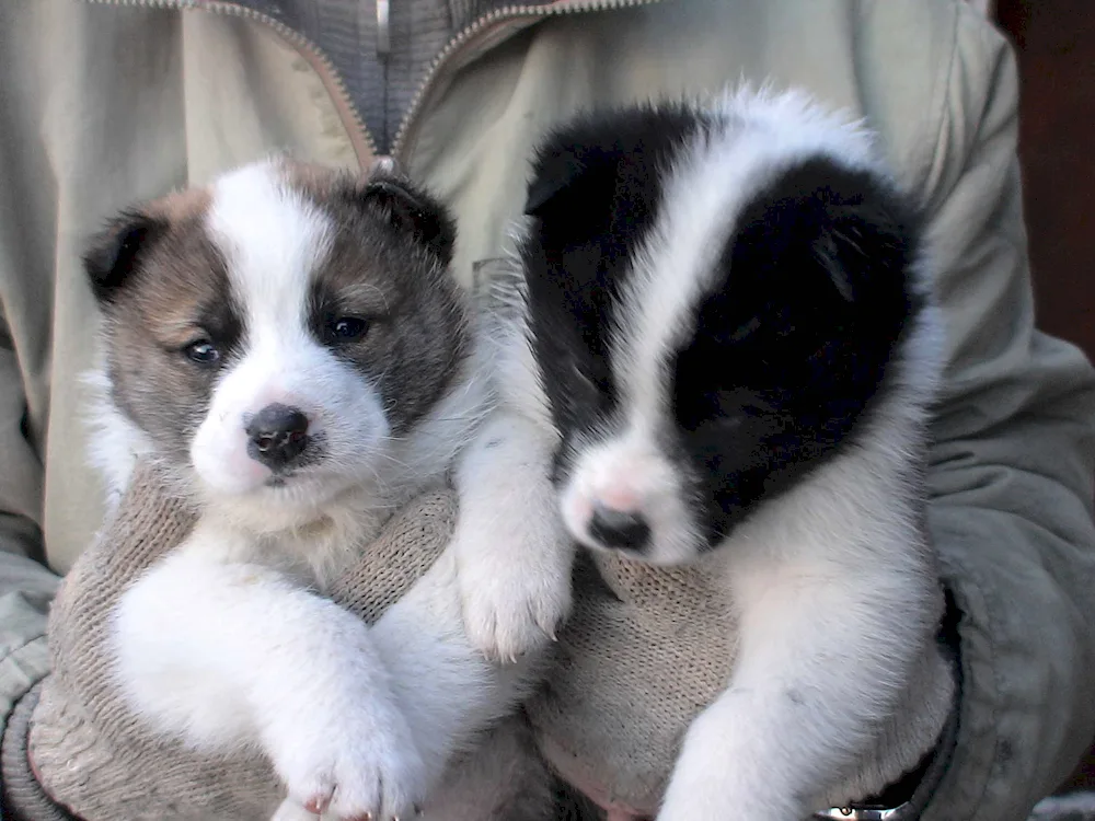 Western Siberian husky puppies